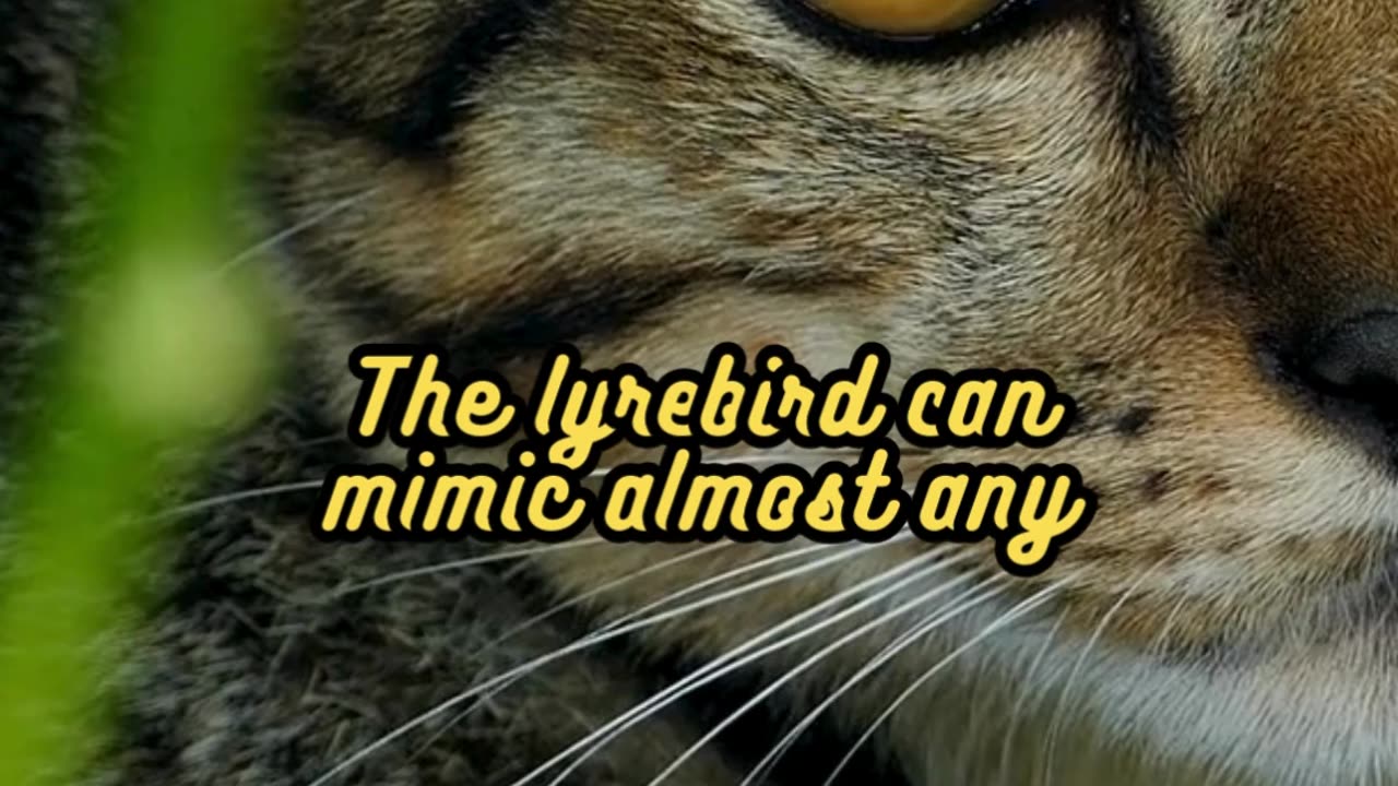 Animal Facts Lyrebird Mimicry #shorts