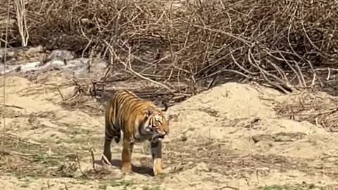 Wildlife in closer view with a natural perspective.