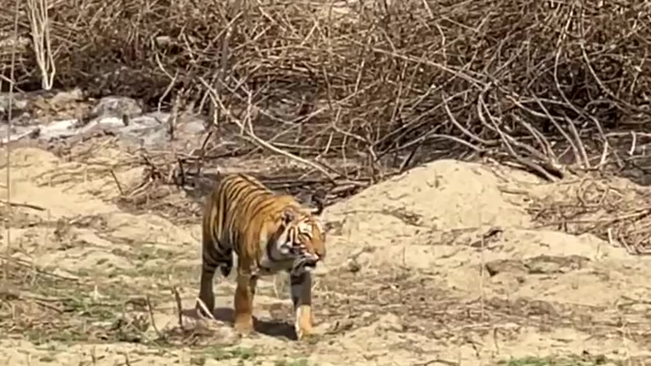 Wildlife in closer view with a natural perspective.