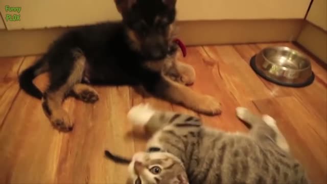 puppy and kittens