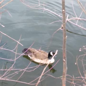 Current View 4-8-22 Nature