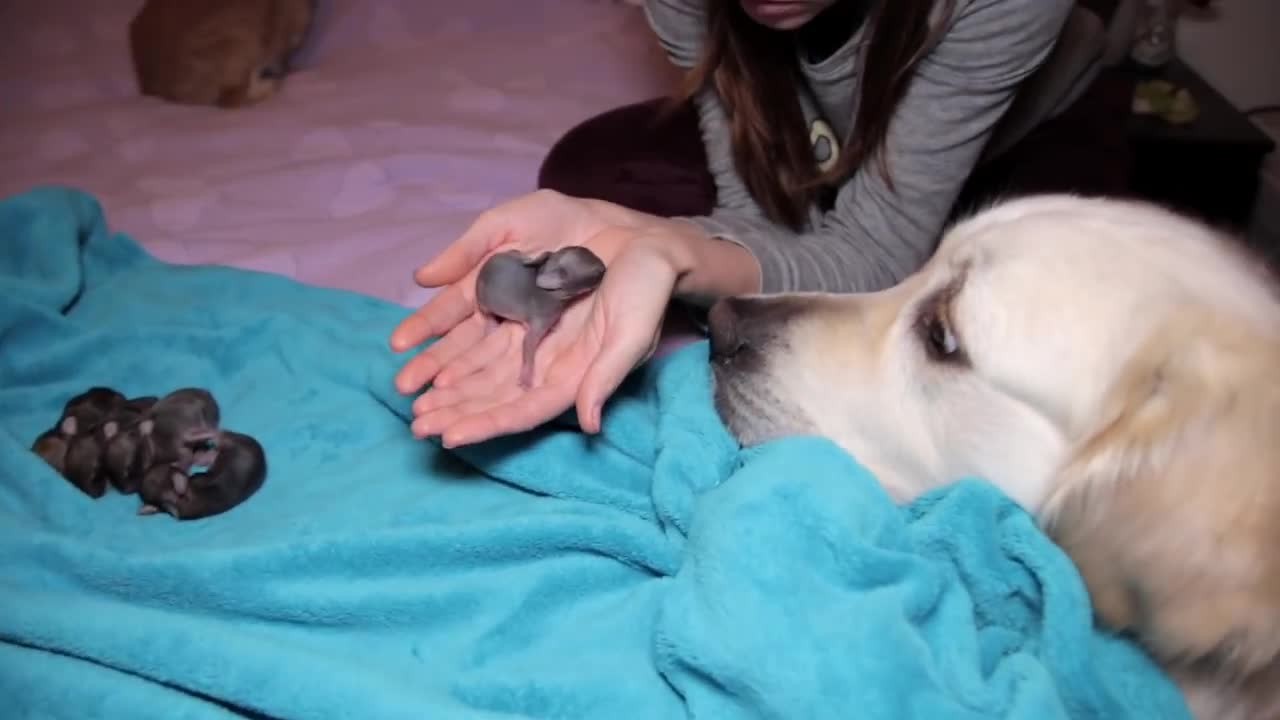 Golden Retriever and Baby Bunnies 3 days old [CUTENESS OVERLOAD]