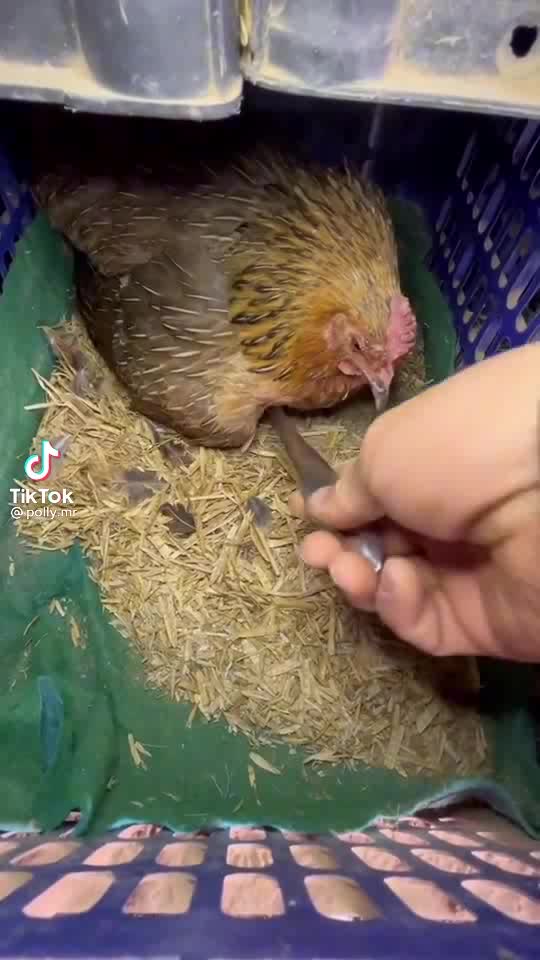 Chicken in action mod no egg.?