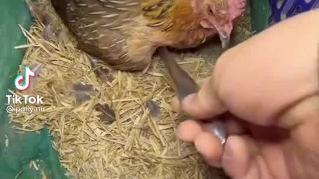 Chicken in action mod no egg.?