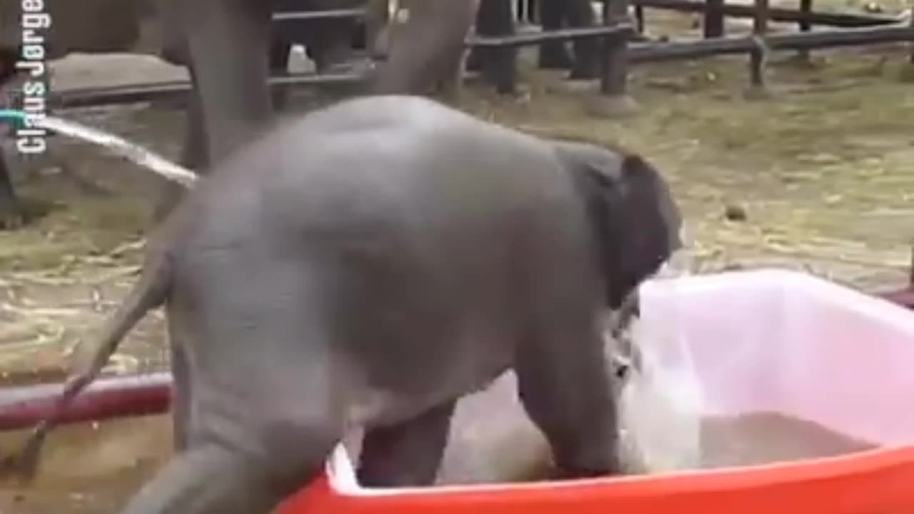 Funny baby elephant birth time