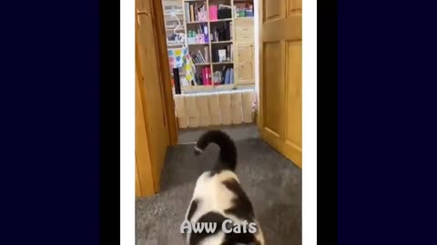 Best funny cats and Dogs videos 2023