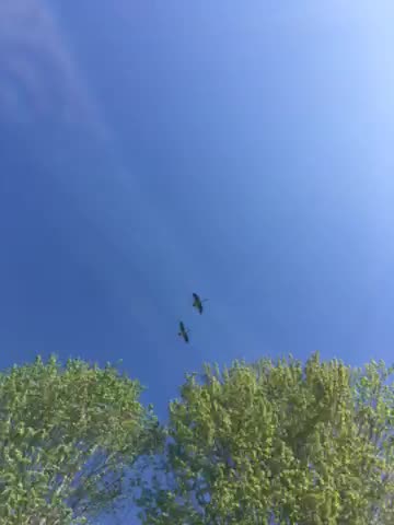 Two Canada 🇨🇦 geese flyover 100? Feet off ground 50? Mph hauling ass my friends,