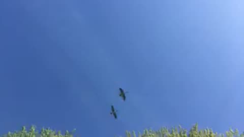 Two Canada 🇨🇦 geese flyover 100? Feet off ground 50? Mph hauling ass my friends,