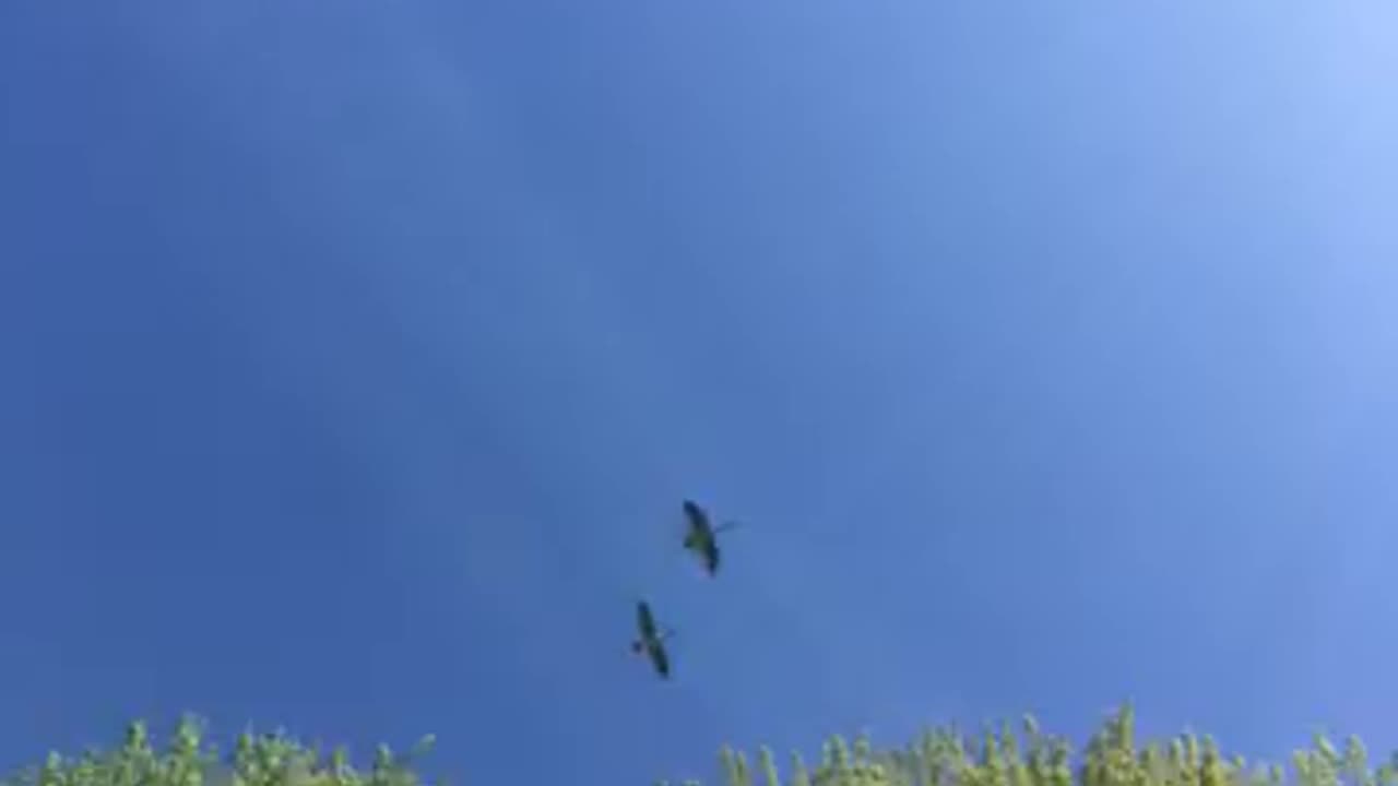 Two Canada 🇨🇦 geese flyover 100? Feet off ground 50? Mph hauling ass my friends,