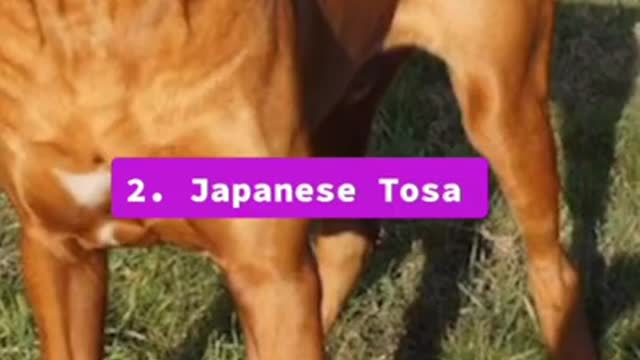 Top 5 Dangerous dog breeds in the world # 1 number pe Kon hai comment kroo #