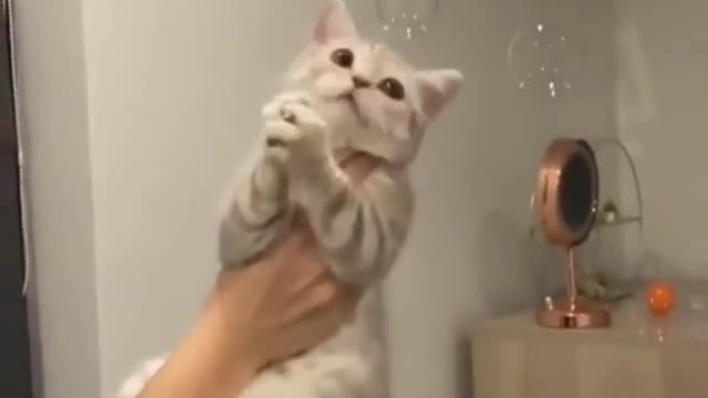 Cute cats playing with air bubbles