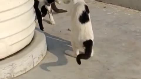 Funny 😂 cat fight