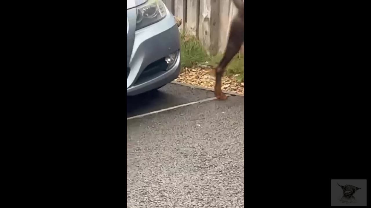 When Your Dog Is Hate BMW