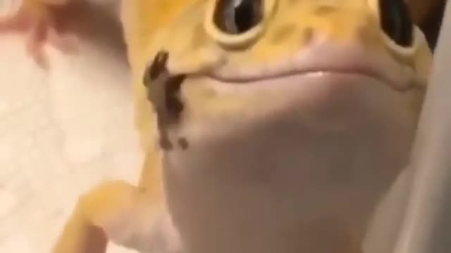 Have you ever seen a smiling lizard #shorts #viral #shortsvideo #video