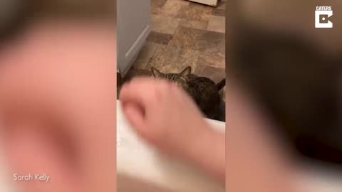 Cat Tries To Save His Owner From Bath