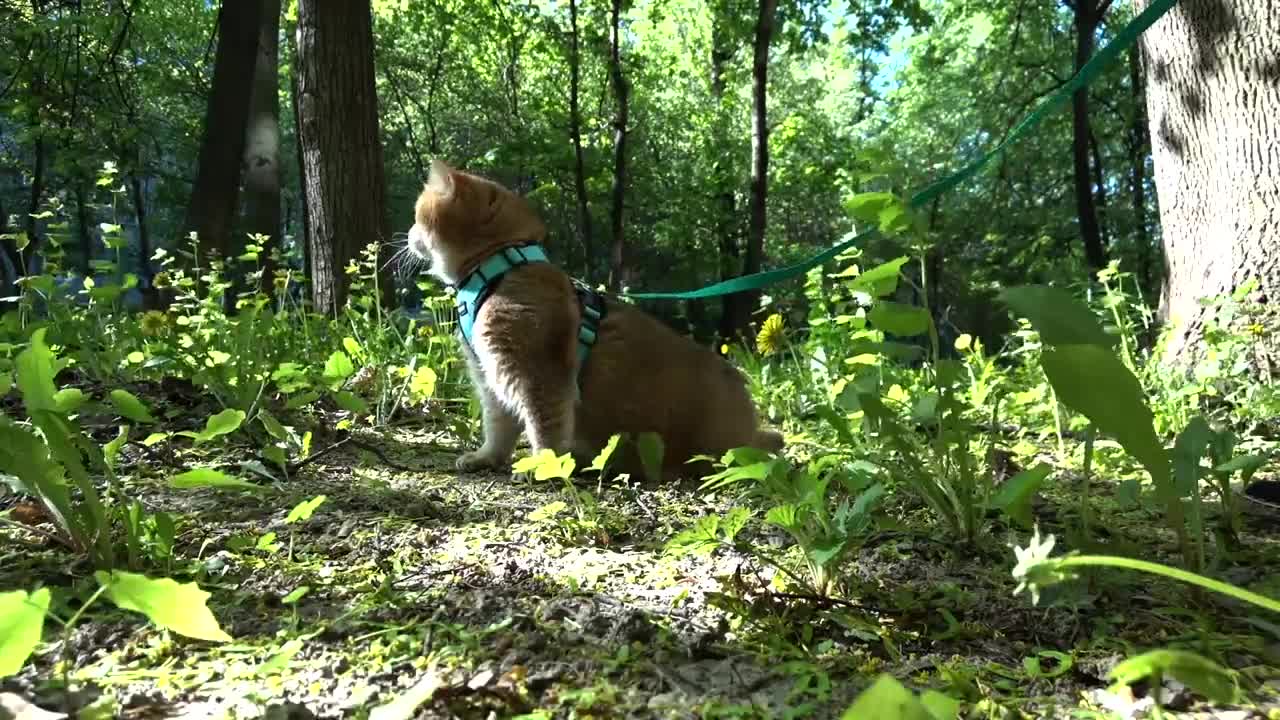 Hosico hid in the grass