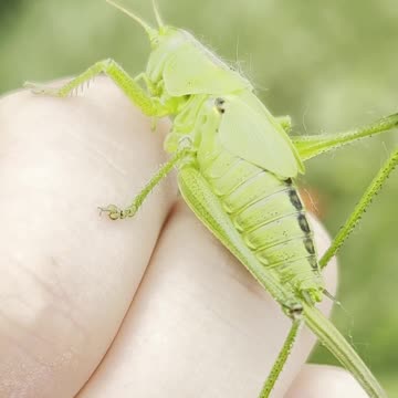 SIMPLY BEAUTIFUL CRICKET 😍