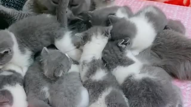 OMG So Cute Cats ♥ Best Funny Cat ❤️🐈Videos 2021 #shorts