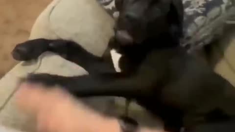 Funny animal