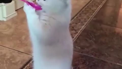 Funny animal cat video