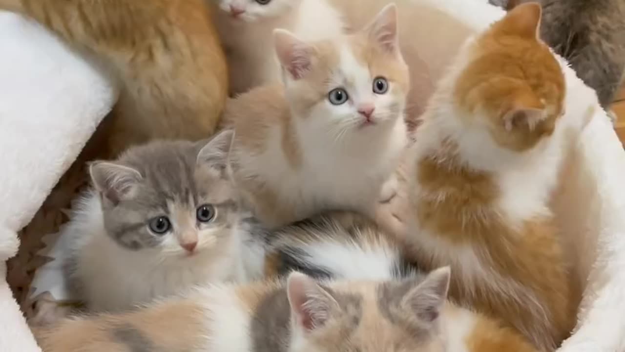 Cute cat funny video