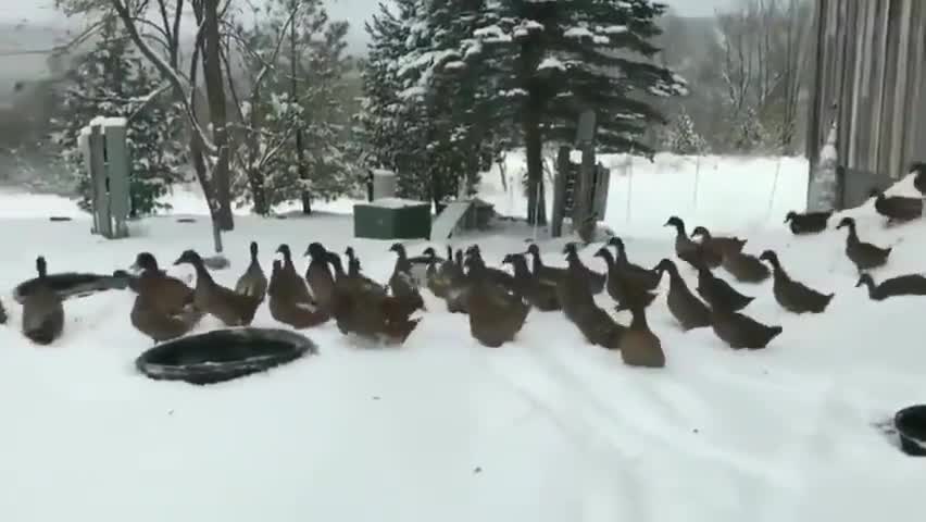 When the ducks meet cold weather