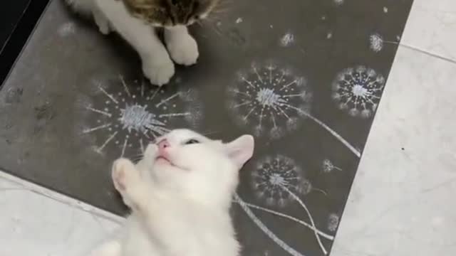 The kitten play again
