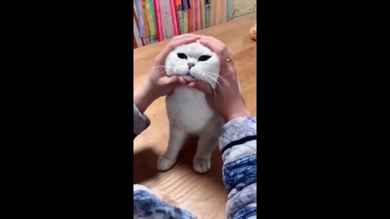 FUNNY CATS COMPILATION 2021