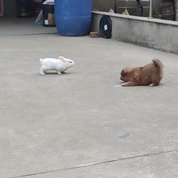 Puppy and Rabbit playing together