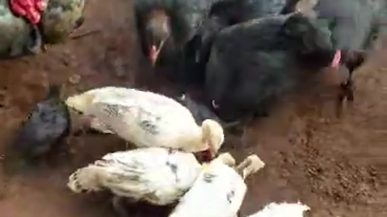 Local hen group