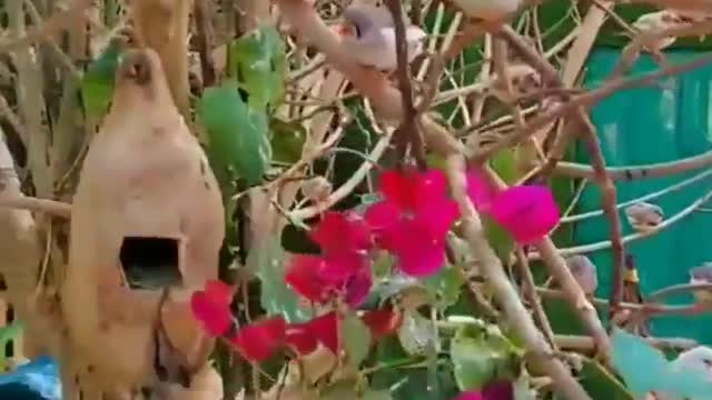 Many beautiful bird nests