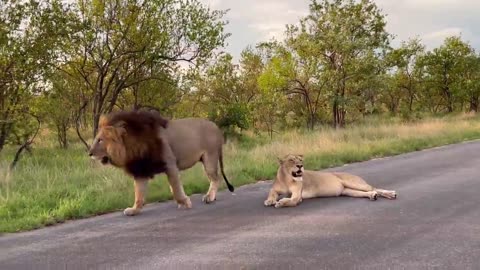 Watch this captivating wildlife encounter withone of the last Jock male lions#wildlife