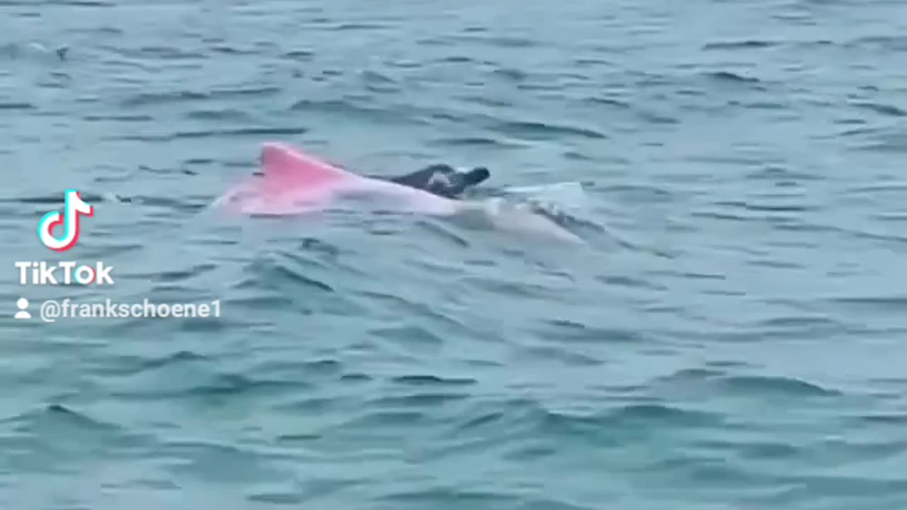 pink dolphins in the amazon river