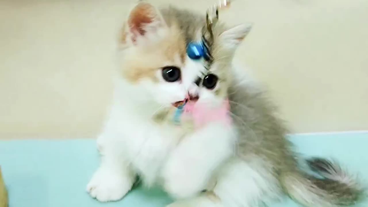 The World Cutest Kitten