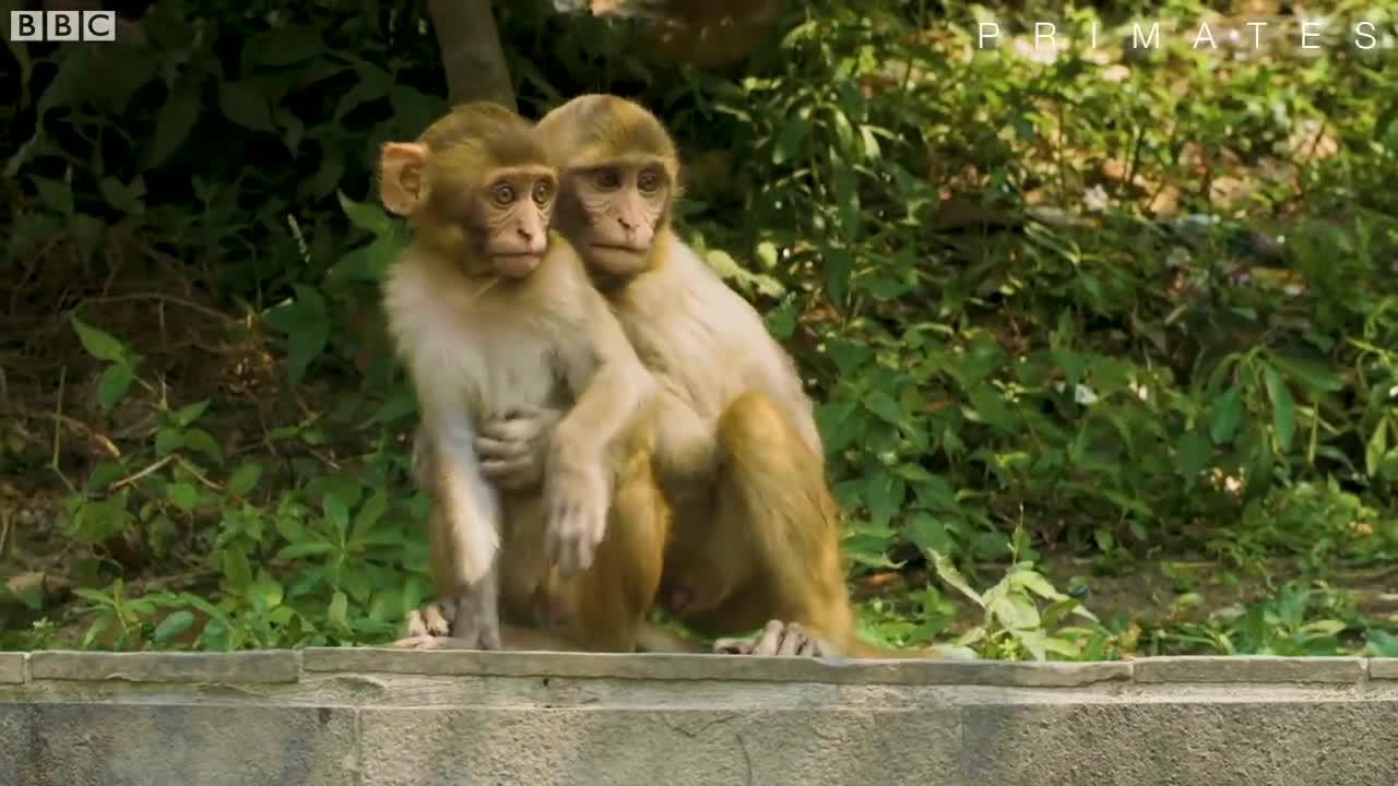 Monkeys DIVE Into Pool For Fun | Primates | BBC Earth