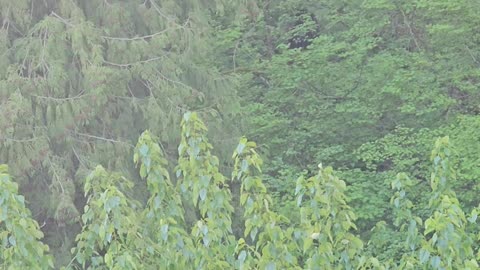 Bear in residential area of Abbotsford