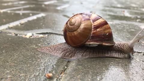 How Snails move ? ZOOM-in Video | Free HD Videos - no copyright