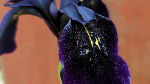 Black iris chrysographes