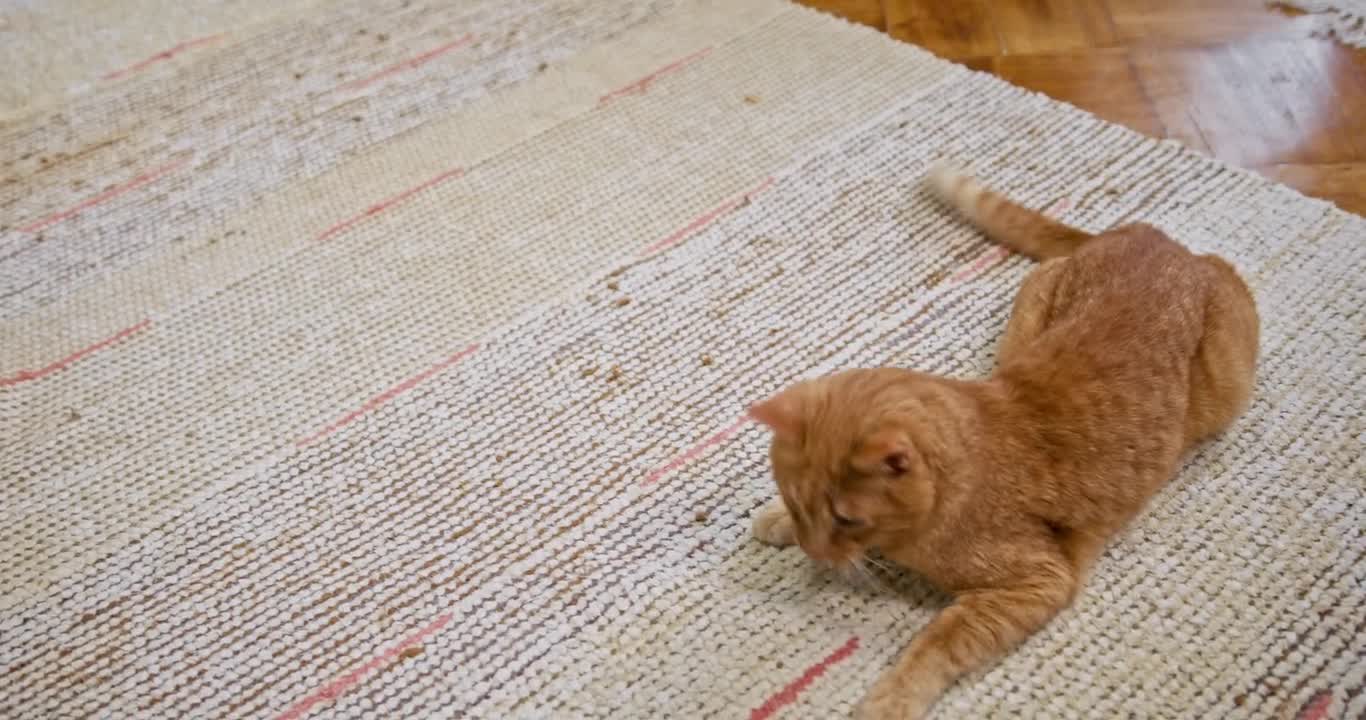 Cat Runs into Floor Chasing Laser