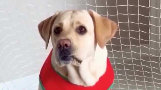 funny dog video reaction
