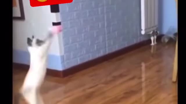 Funny cat video, playing ball cute cat