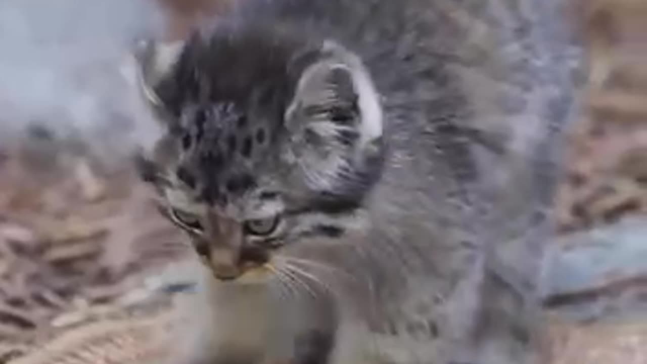 Pallas’ cat kitten sharpening its claws