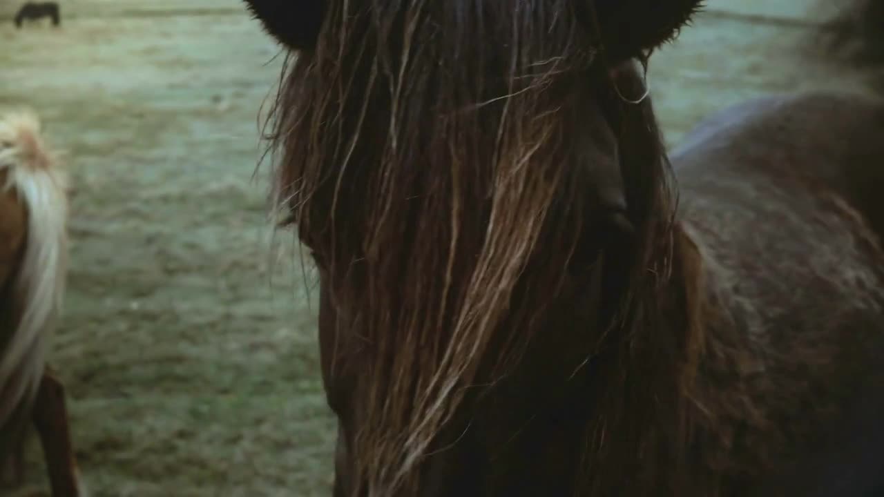 Beautiful landscape of brown Icelandic horse grazing