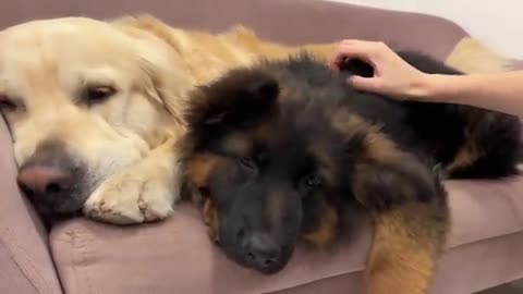 Golden Retriever Shares a Sofa with Puppies