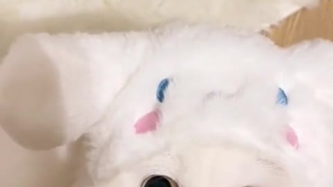 A particularly cute white kitten