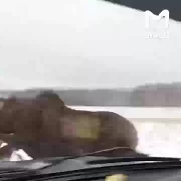 Nothing is more dangerous than a wounded animal