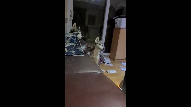 Defiant husky totally mocks owner's laugh