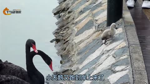 Cygnets learn to swim