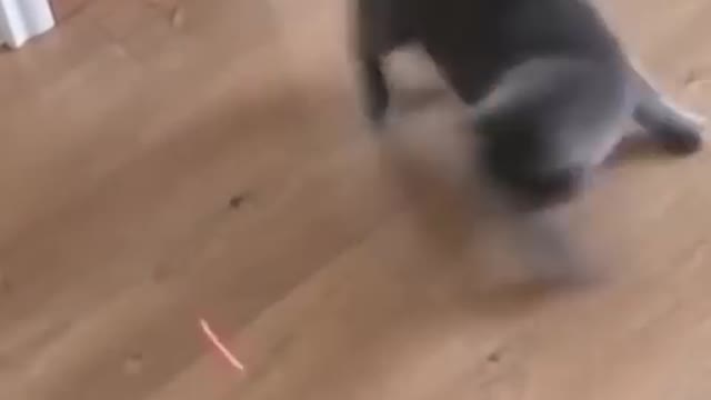 Funniest Cats and Dogs/Funny Animal Videos