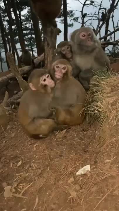 🐒 playing with baby